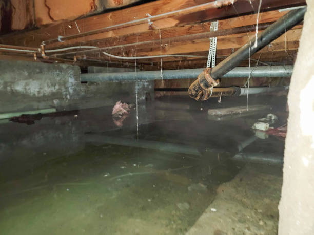 Best Mold removal after water damage  in Novato, CA
